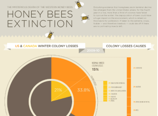 bee extinction