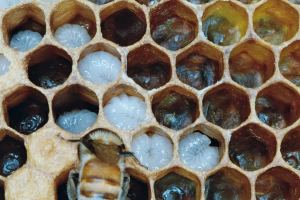 bee larvea