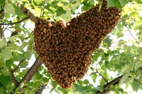 bee-swarm