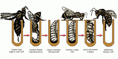 honey-bee-lifecycle