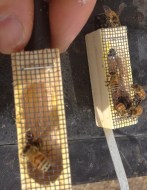 Queen bees for sale 2