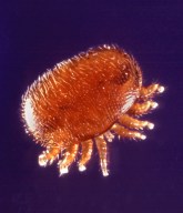 varroa