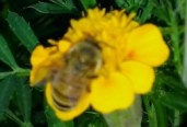 Bee and Marigold