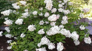 WP_20150731_036