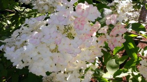 WP_20150731_056