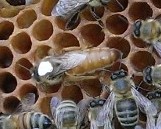 Our new queen is marked so she is easy to find.