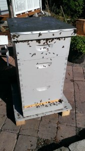 Bees accumulating at the top of the hive near the lid.