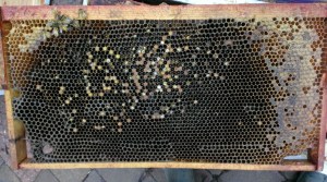 Just a few bees on the frame, where once there were many.