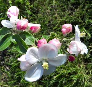 WP_20160416_17_50_52_Rich (2)